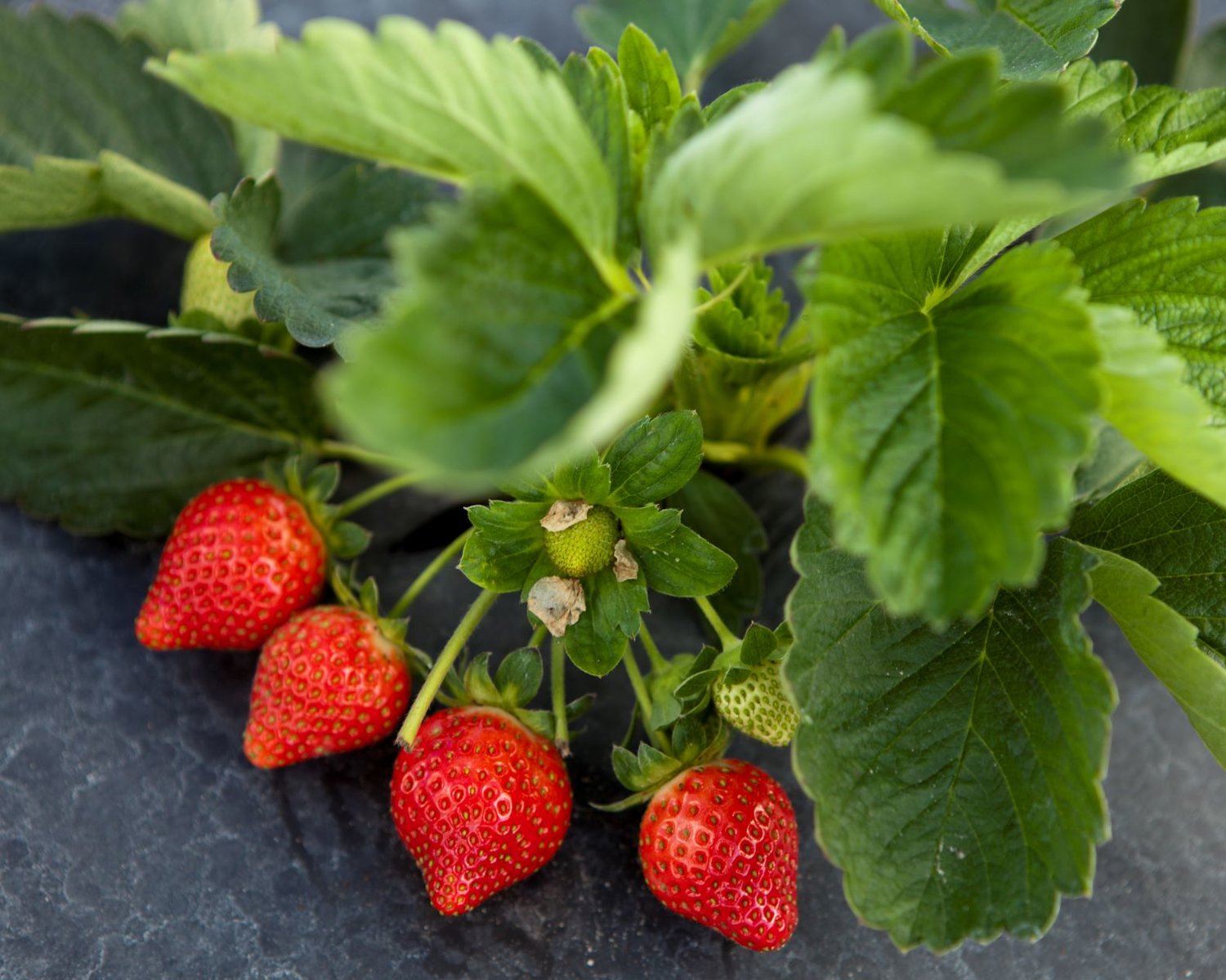 Strawberries growing in plasticulture at the UF/IFAS Gulf Coast Research and Education Center in Balm, Florida.